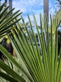 Trachycarpus wagnerianus