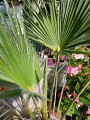 Trachycarpus wagnerianus