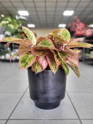 Aglaonema Salmon Fantasy L