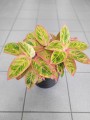 Aglaonema Salmon Fantasy