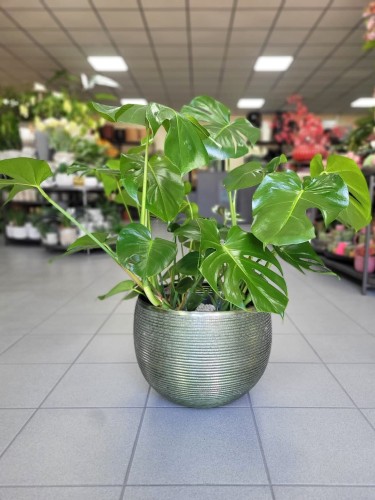 Monstera Deliciosa