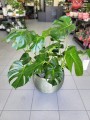 Monstera Deliciosa