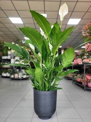 Spathiphyllum Sweet Sebastiano, skrzydłokwiat