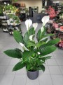 Spathiphyllum Sweet Sebastiano