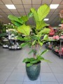 Ficus Lyrata