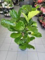 Ficus Lyrata