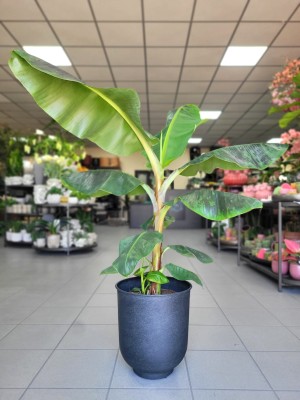 Musa Dwarf Cavendish, bananowiec karłowaty