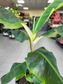 Musa Dwarf Cavendish