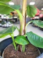 Musa Dwarf Cavendish