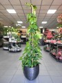 Epipremnum aureum