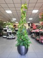 Epipremnum aureum