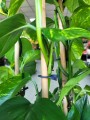Epipremnum aureum