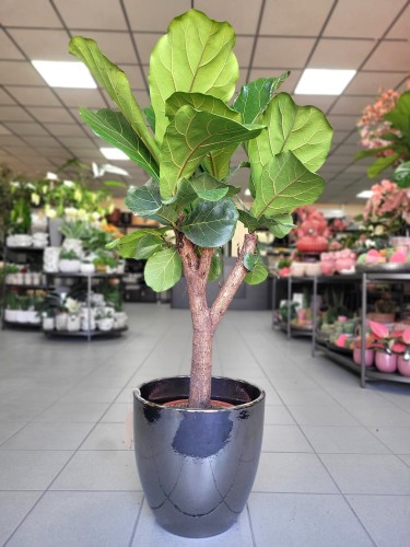 Ficus Lyrata