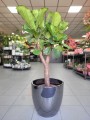 Ficus Lyrata