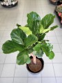 Ficus Lyrata
