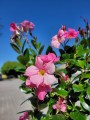 Mandevilla Summerstar Eagle Eye