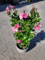 Mandevilla Summerstar Eagle Eye
