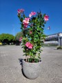 Mandevilla Summerstar Eagle Eye