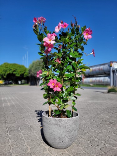 Mandevilla Summerstar Eagle Eye
