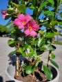 Mandevilla Summerstar Eagle Eye