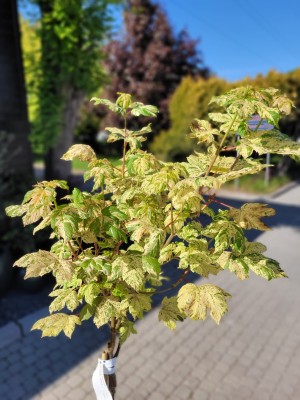 Acer Esk Sunset, klon