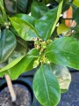 Citrus sinensis Arancio Arcobal