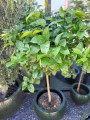 Citrus sinensis Arancio Arcobal