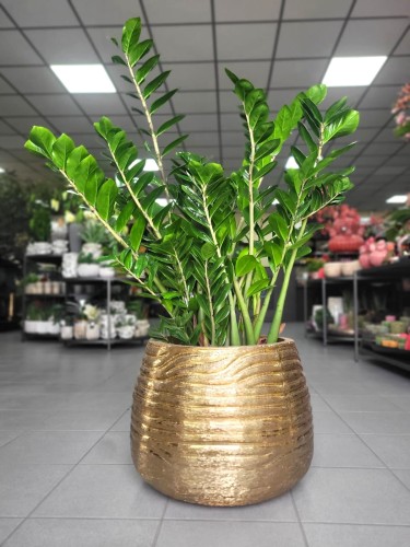 Zamioculcas zamiifolia