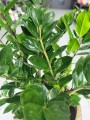 Zamioculcas zamiifolia