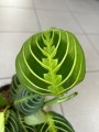 Maranta leuconeura Lemon Lime