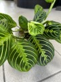 Maranta leuconeura Lemon Lime