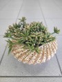 Rhipsalis burchelli