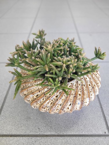 Rhipsalis burchelli