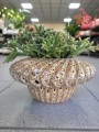 Rhipsalis burchelli