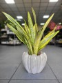 Sansevieria aubrytniana Lauren