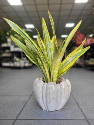 Sansevieria aubrytniana Lauren