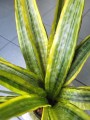 Sansevieria aubrytniana Lauren