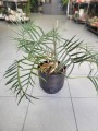 Philodendron Tortum