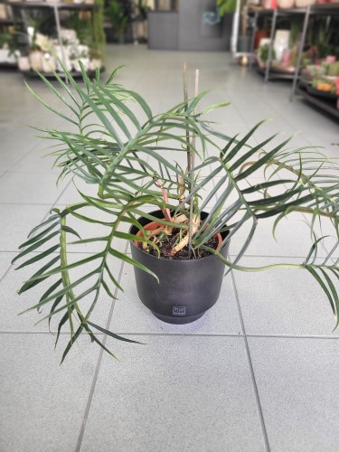 Philodendron Tortum