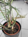 Philodendron Tortum