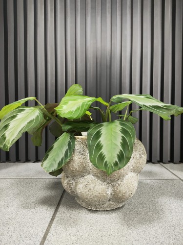 Maranta leuconeura Silver Band