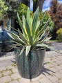 Yucca gloriosa Variegata