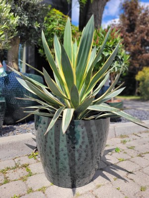 Yucca gloriosa Variegata, juka