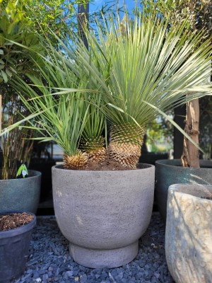 Yucca rostrata, juka potrójna