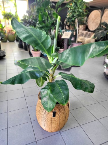 Musa Oriental Dwarf