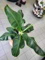 Musa Oriental Dwarf