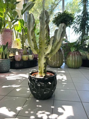 Euphorbia Ingens Variegata, wilczomlecz