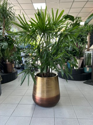 Rhapis excelsa, rapis wyniosły, palma