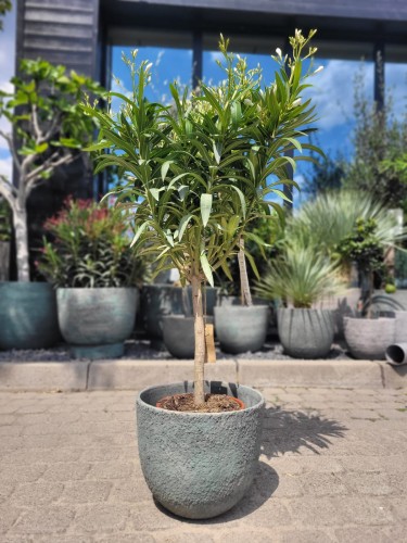 Biały oleander na pniu