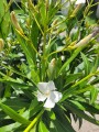 Biały oleander na pniu